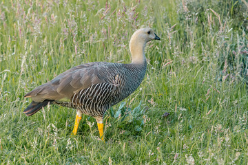Immature female of Upland Goose (Chloephaga picta) with goslings in Ushuaia area, Land of Fire (Tierra del Fuego), Argentina