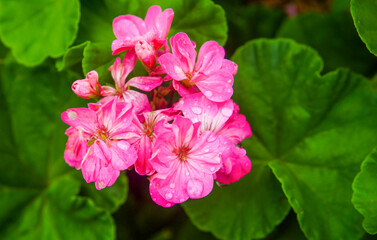Flor rosa com gotas de chuva