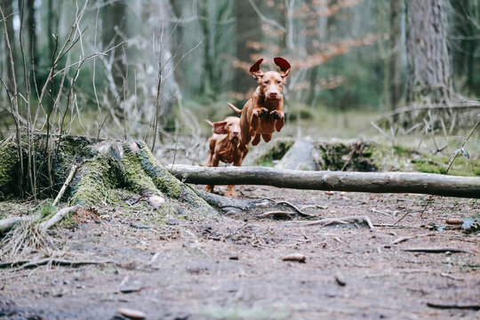 Vizsla Junghund im Sprung über Baumstamm im Wald