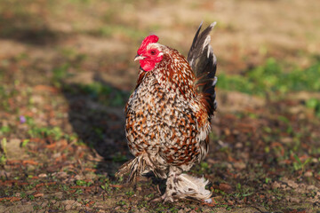 Fototapeta na wymiar Beautiful colorful ornamental little hen. He has a red comb and a lobe.