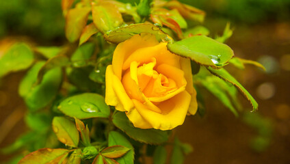 Rosa amarela com gotas de chuva