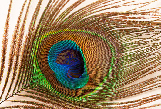 Colorful peacock feather on white background..