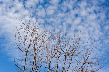The branches of the trees rest against the blue sky with clouds.