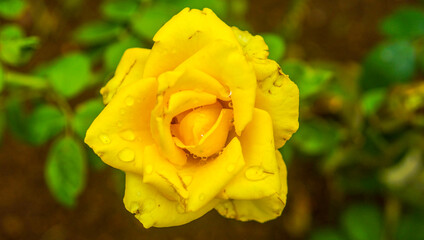 Rosa amarela com gotas de chuva
