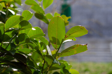 Green tea leaves. Raindrops, dew on the leaves. Spring. Walnut.