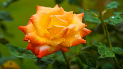 Rosa amarela e vermelha com gotas de chuva