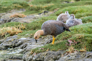 Female of Upland Goose (Chloephaga picta) with goslings in Ushuaia area, Land of Fire (Tierra del Fuego), Argentina