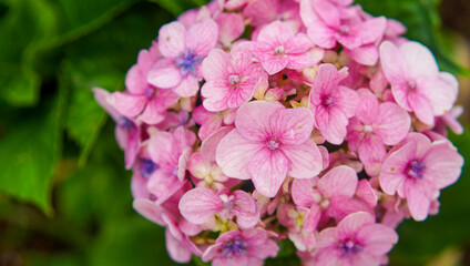 Hortênsia