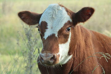 Vaca