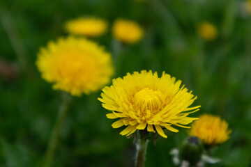 Yellow dandelion flowers on green background, Italy