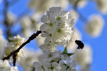Bumlbee flying on cherry flowers to collect nectar.