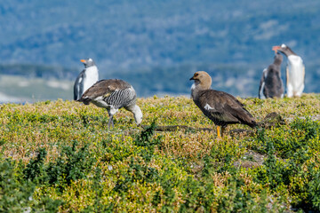 Pair of Upland Goose (Chloephaga picta) at Penguin colony, Land of Fire (Tierra del Fuego), Argentina