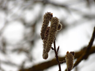 catkins of willow