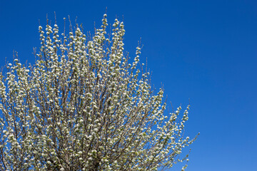 pear blossom in the garden