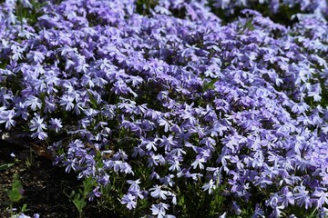 Obraz premium Moss phlox blooms pink, purple, blue and other flowers from spring to early summer, and it looks like a carpet of flowers.