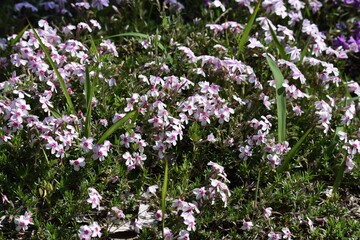 Moss phlox blooms pink, purple, blue and other flowers from spring to early summer, and it looks like a carpet of flowers.