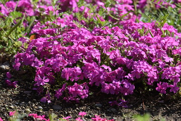 Moss phlox blooms pink, purple, blue and other flowers from spring to early summer, and it looks like a carpet of flowers.