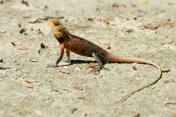 bright tropical lizard basking in the sun, close-up