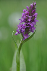 Orchis incarnat