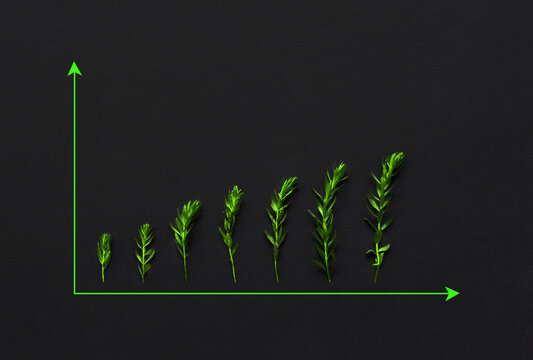 Green Plants Are Growing On Black Background With Chart. Eco  And Environment. Concept Of Green Business Growth, Profit, Development And Success. 
