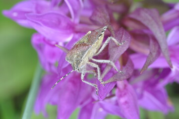 Orchis incarnat