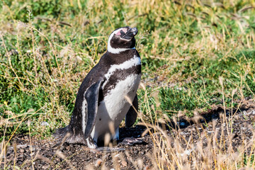 Magellanic Penguin (Spheniscus magellanicus) at colony, Land of Fire (Tierra del Fuego), Argentina