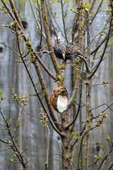 Female starling hanging upside down from tree branches to reach a suet feeder. Pink markings at top of beak identify female bird