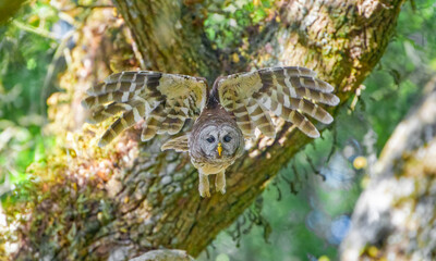 Barred owl (Strix varia) flying towards camera, wings up and spread, eyes focused, determined look, green live oak trees and leaves bokeh background, back lighting on feathers, legs hanging down