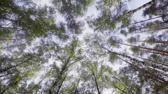 View of sky from mixed forest. Middle zone of Russia
