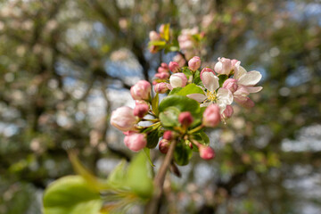 Apfelblüte