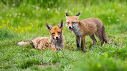 Naklejka na ściany i meble Two red fox lying on green meadow in summertime nature