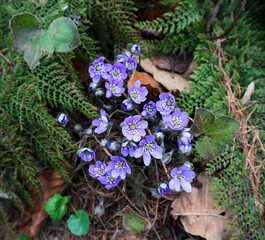 Anemone hepatica the common hepatica, liverwort, kidneywort - tiny early spring purple flowers grow in a natural environment in the shade of ferns in forest. A rare and protected plant.