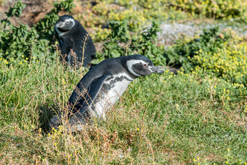 Immature Magellanic Penguin (Spheniscus magellanicus) at colony, Land of Fire (Tierra del Fuego), Argentina