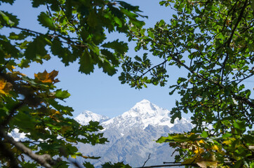 View of the top of the mountain through the branches in the village of Mestia Georgia