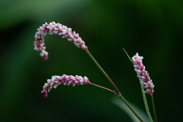 Purple and white flowers grass on green background, Italy