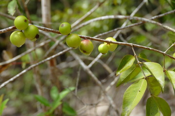 Twig with still green and semi-ripe Camu Camu fruits (myrciaria dubia), dripping wet after a tropical rain. The rare fruits are full of vitamin C, growing on the river bank of the Amazon river, Brazil