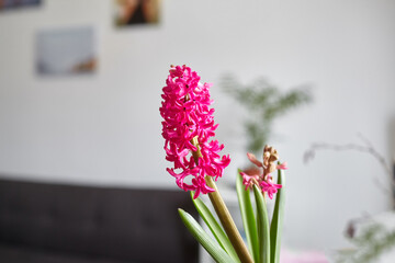 Hyacinth flower closeup. Blooming magenta flower in room
