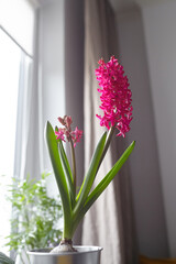 Hyacinth flower closeup. Blooming magenta flower in room