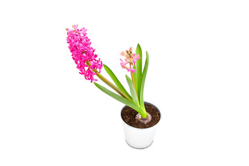 Naklejka na ściany i meble Hyacinth flower in tin pot isolated white background. Spring magenta flower