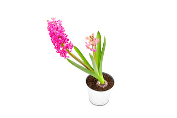 Hyacinth flower in tin pot isolated white background. Spring magenta flower