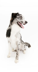 Portrait border collie merle dog looking away. Isolated on white background