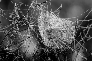 Really complex spider web with some dew backlit by the early morning sun at the San Jacinto wildlife area near Lake Perris in Southern California © Khaleel