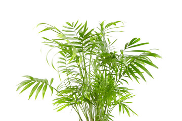 Chamaedorea Elegans isolated on white background. Parlour Palm, houseplant green leaves