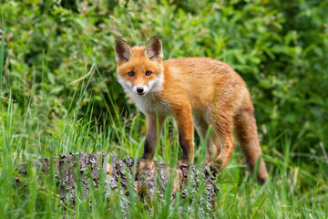 Cute potrait of young red fox standing on the stub in the forest