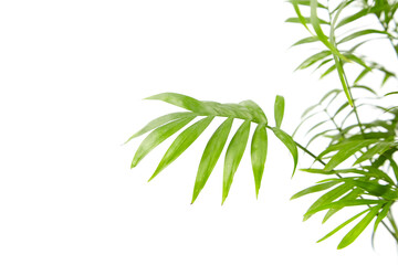 Chamaedorea Elegans isolated on white background. Parlour Palm, houseplant green leaves