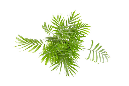 Chamaedorea Elegans isolated on white. Parlour Palm, houseplant green leaves, top view