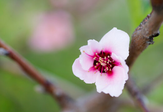 Peach flower ready to fruit this Spring in Riverside, CA