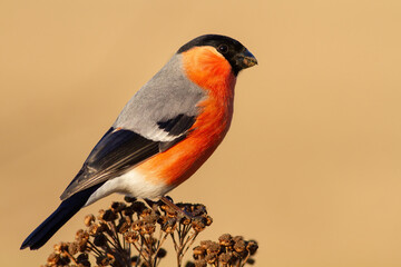 Adult male of eurasian bullfinch perched on the dry plant