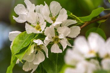 White blossoming apple trees. White apple tree flowers