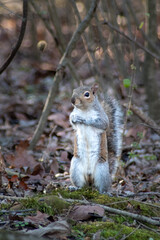 Grey Squirrel Standing Up